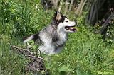 CHIEN FINNOIS DE LAPONIE 118